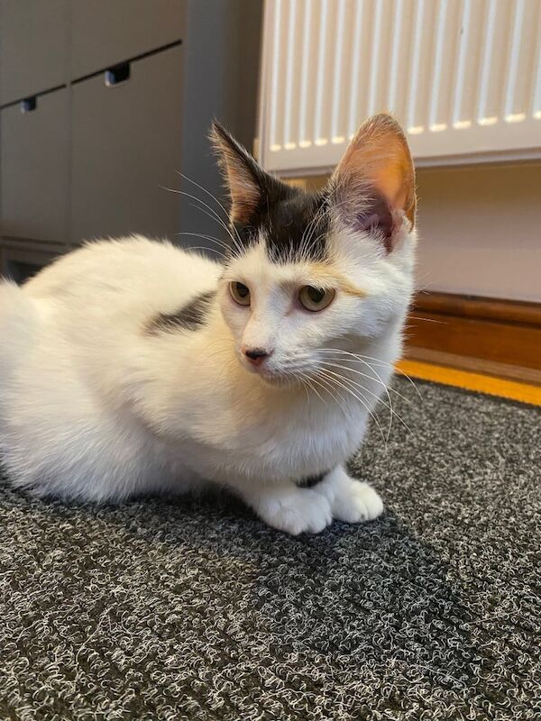 female calico 9 month old cat for sale in Aston, West Midlands - Image 2