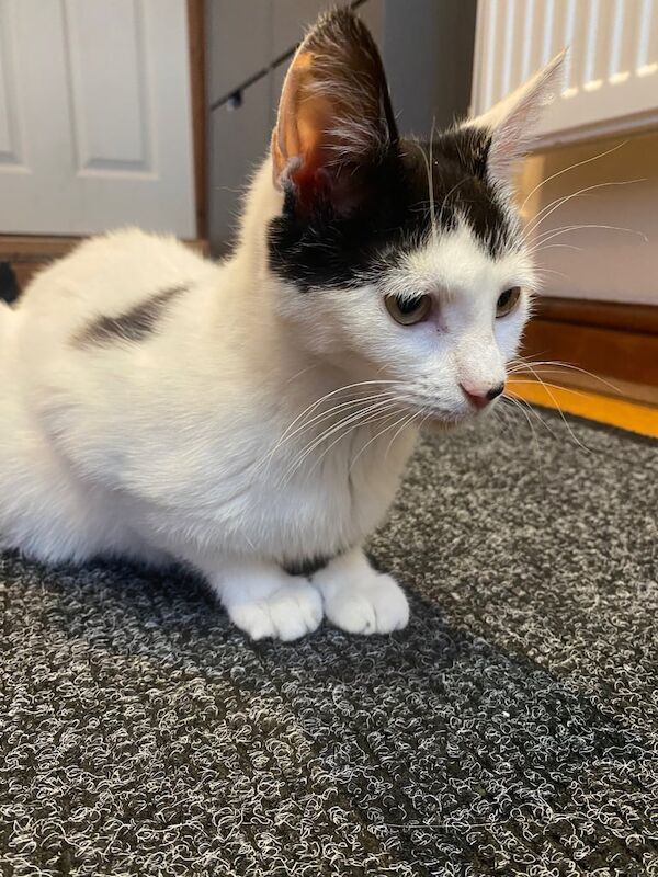 female calico 9 month old cat for sale in Aston, West Midlands - Image 3