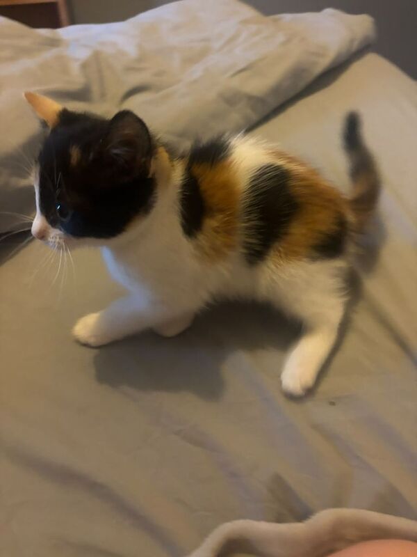 Female Calico Kitten (Sold pending collection)