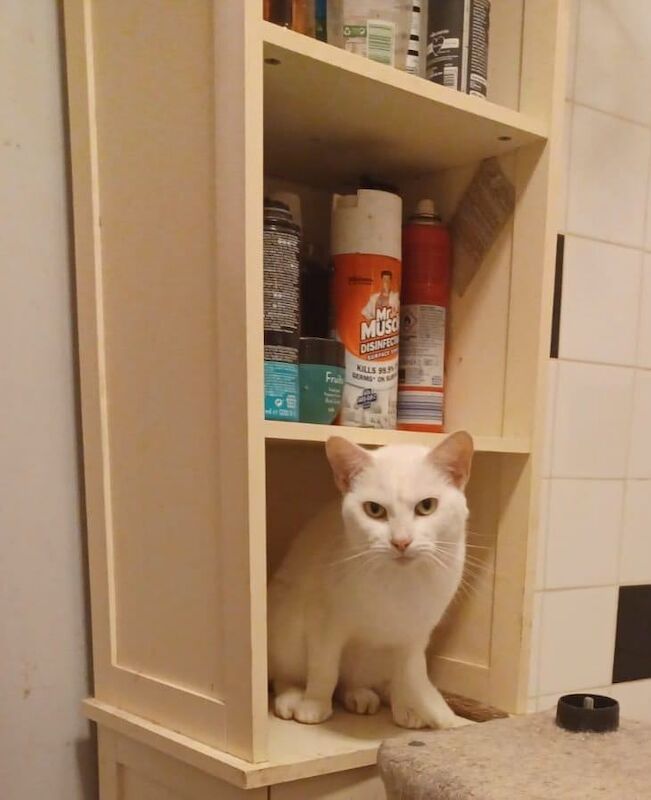 British Shorthair kittens for sale in Didcot, Oxfordshire – 6 years old