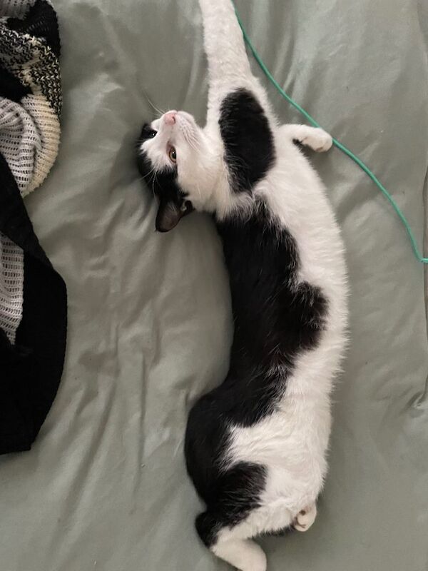 Female cat - Image 2 of 3