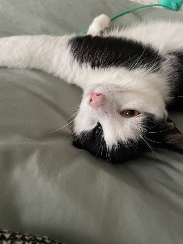 Female cat - Image 3 of 3