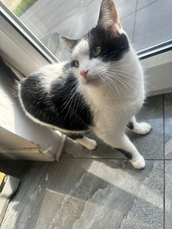 Female Cat (neutered) - Image 2 of 3