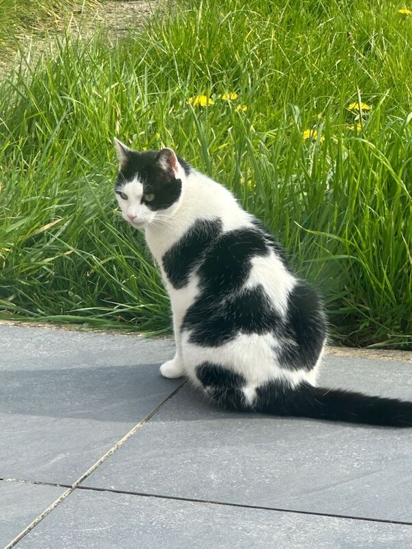 Female Cat (neutered) - Image 3 of 3