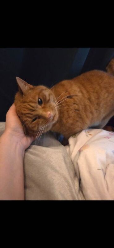 Female ginger striped cat/half bengal