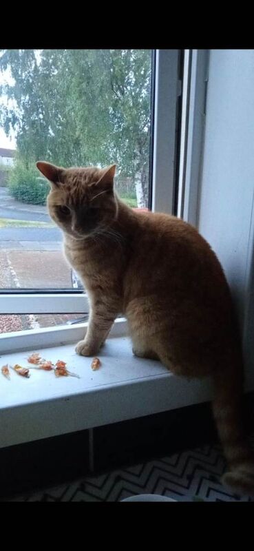 Female ginger striped cat/half bengal - Image 2 of 3