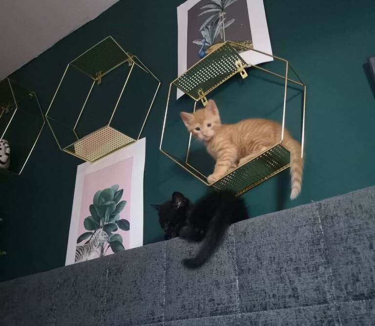 Female ginger striped cat/half bengal - Image 3 of 3