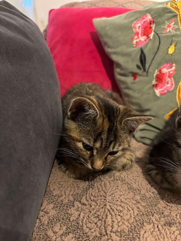Female kitten for sale in Acton, Greater London | Image 3