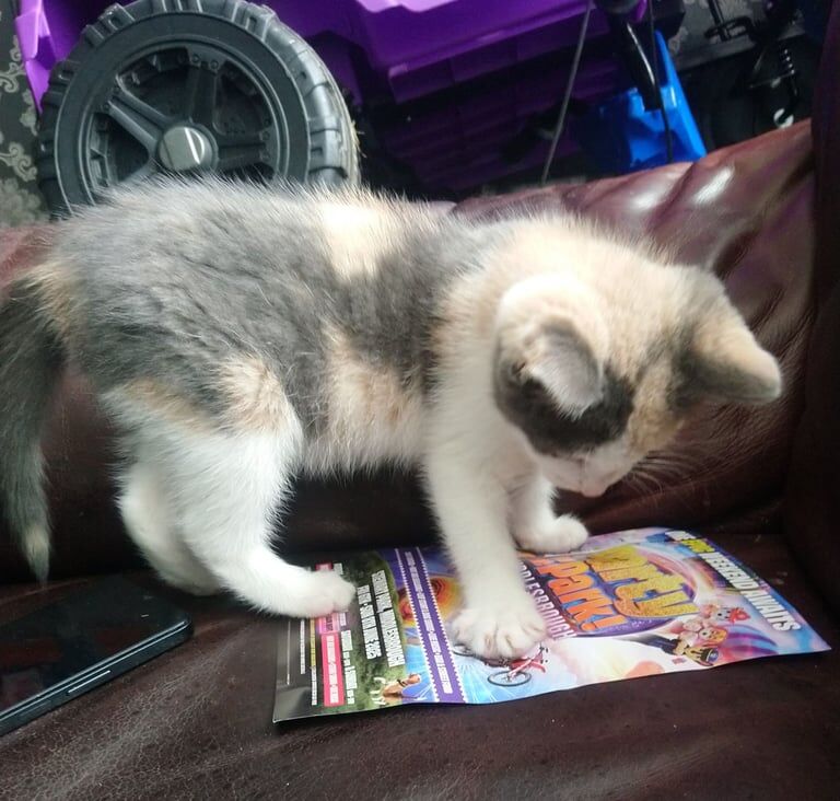 Female kitten for sale in Middlesbrough, North Yorkshire