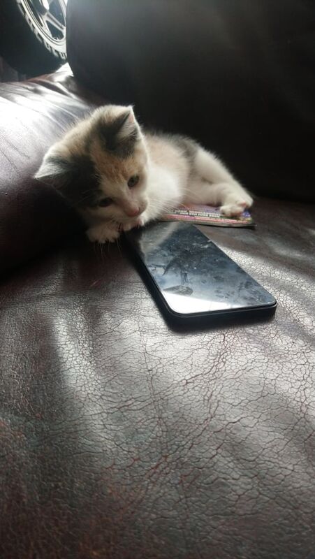 Female kitten for sale in Middlesbrough, North Yorkshire - Image 2