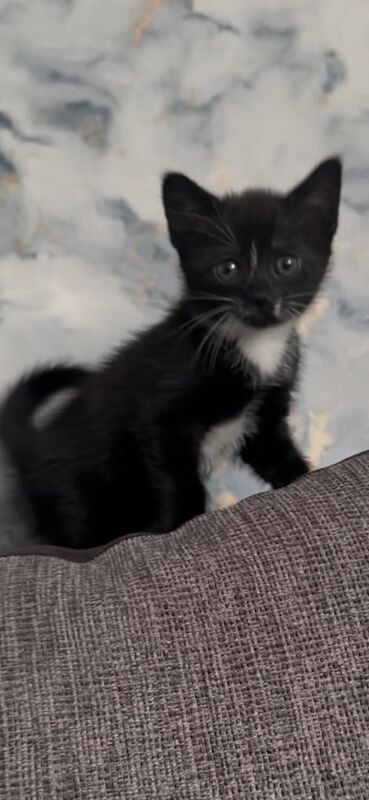 FEMALE KITTEN for sale in Radcliffe, Greater Manchester
