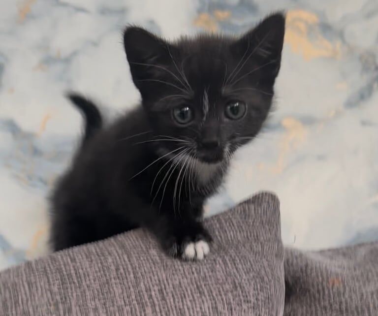 FEMALE KITTEN for sale in Radcliffe, Greater Manchester | Image 2