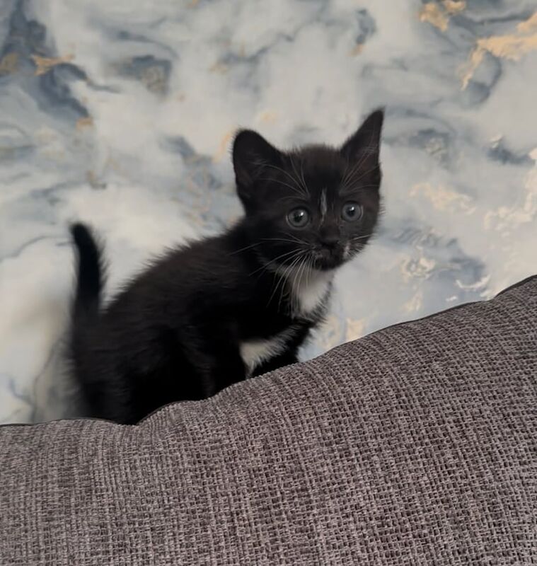 FEMALE KITTEN for sale in Radcliffe, Greater Manchester | Image 3