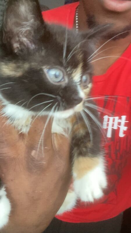 British Shorthair kittens for sale in Sherwood, Nottinghamshire – 7 months old
