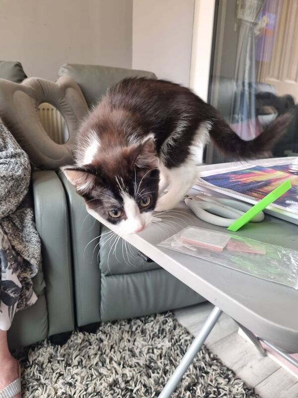 British Shorthair kittens for sale in Great Barr, West Midlands – 3 months old