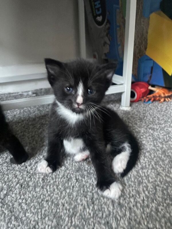 Female kitten
