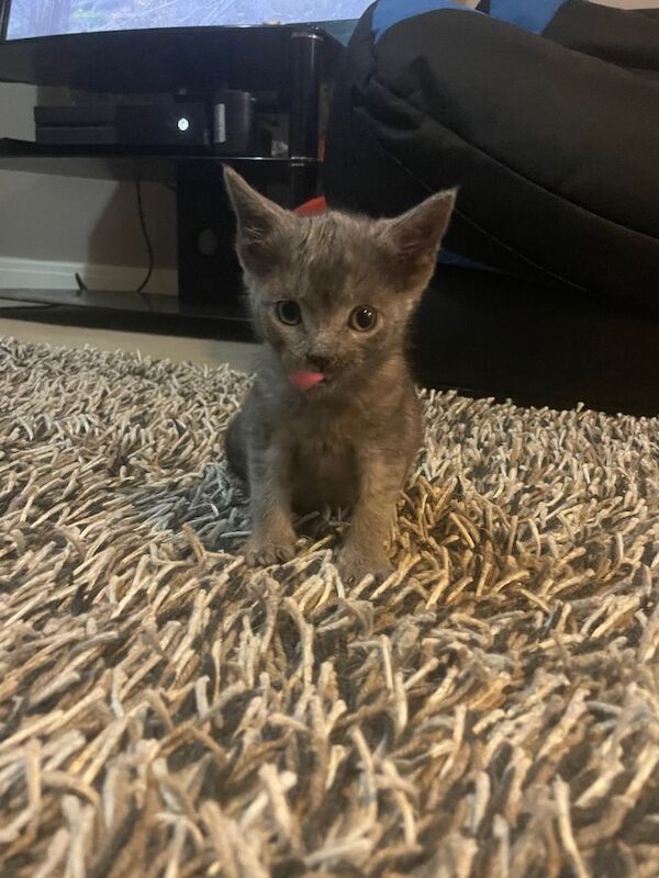 British Shorthair Kittens For Sale