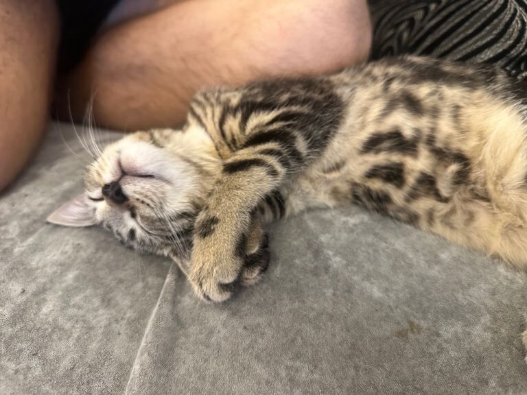 Female kitten 4 months old - Image 2 of 5