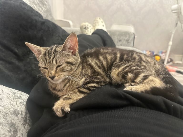 Female kitten 4 months old - Image 3 of 5