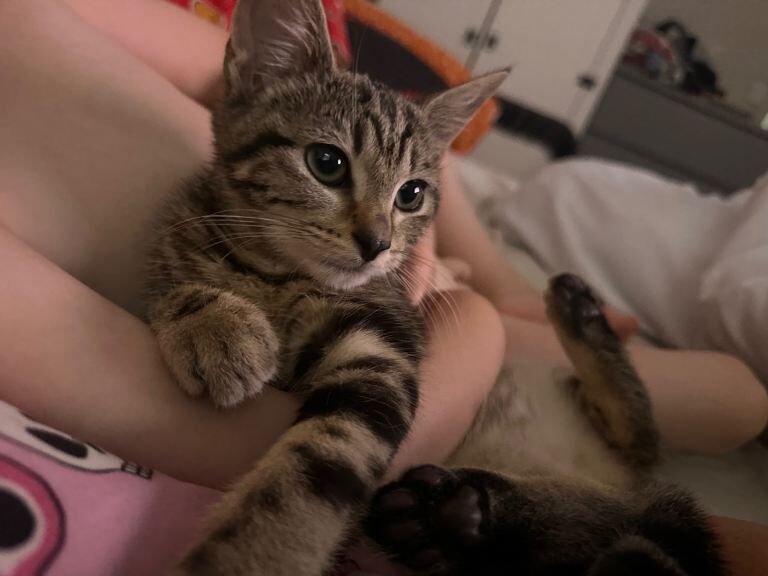 Female kitten 4 months old - Image 4 of 5