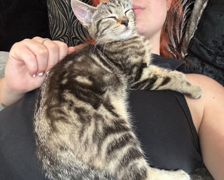Female kitten 4 months old - Image 5 of 5