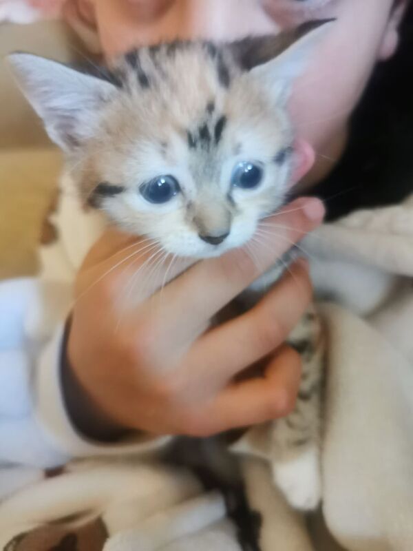 Female kitten British shorthair tabby for sale in Gilmerton, City of Edinburgh