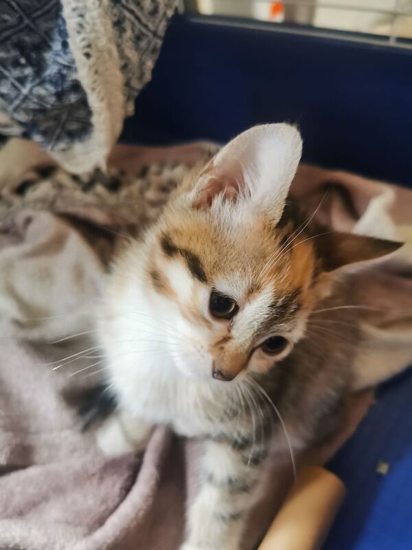 Female kitten British shorthair tabby for sale in Gilmerton, City of Edinburgh | Image 3