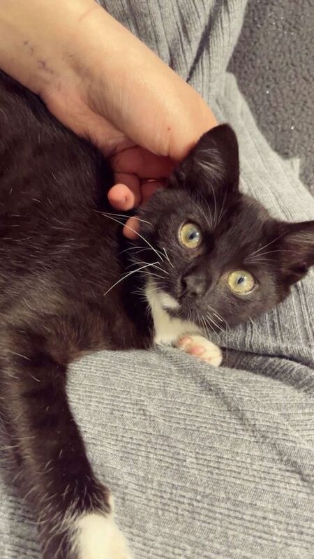 British Shorthair kittens for sale in Farnworth, Greater Manchester – 10 weeks old