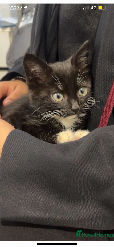 British Shorthair kittens for sale in Farnworth, Greater Manchester – 10 weeks old - Image 2 of 3
