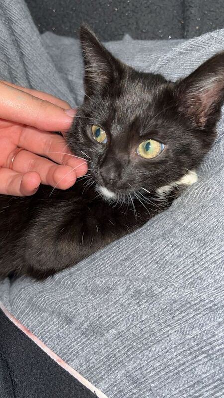 British Shorthair kittens for sale in Farnworth, Greater Manchester – 10 weeks old - Image 3 of 3