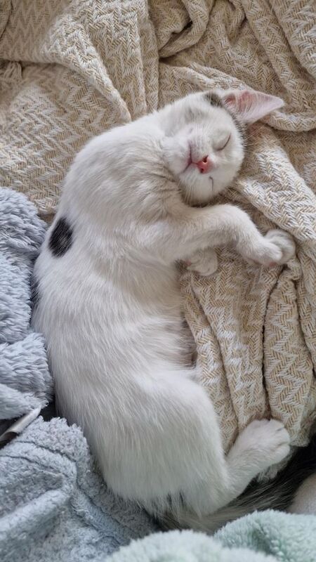 British Shorthair kittens for sale in Highland Boath, Nairn – 3 months old