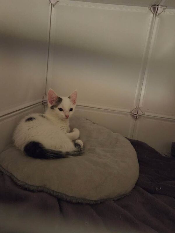 British Shorthair kittens for sale in Highland Boath, Nairn – 3 months old - Image 3 of 5