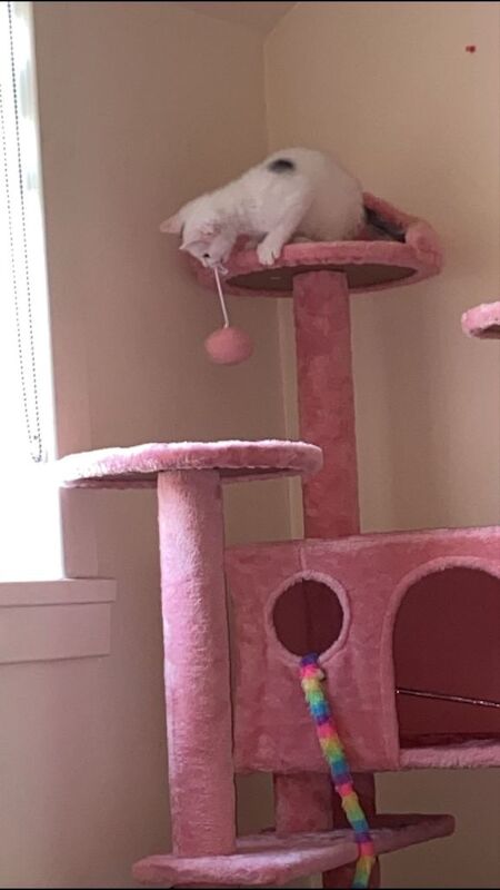 British Shorthair kittens for sale in Highland Boath, Nairn – 3 months old - Image 4 of 5