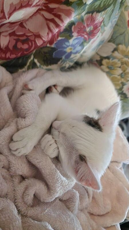 British Shorthair kittens for sale in Highland Boath, Nairn – 3 months old - Image 5 of 5