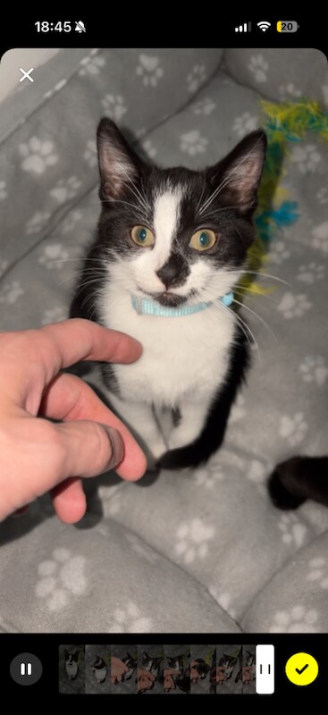Female Kitten Looking For Home 9 Week Old Kitten Black + White