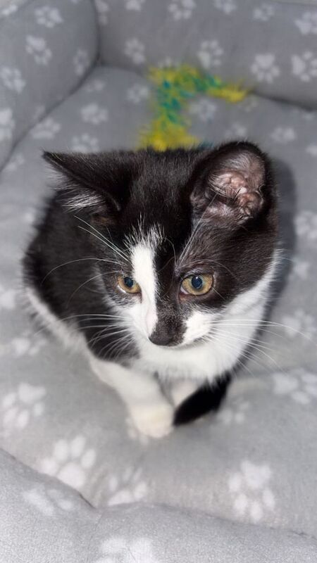 Female Kitten Looking For Home 9 Week Old Kitten Black + White - Image 2 of 3