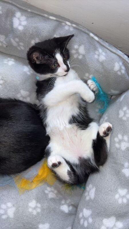 Female Kitten Looking For Home 9 Week Old Kitten Black + White - Image 3 of 3