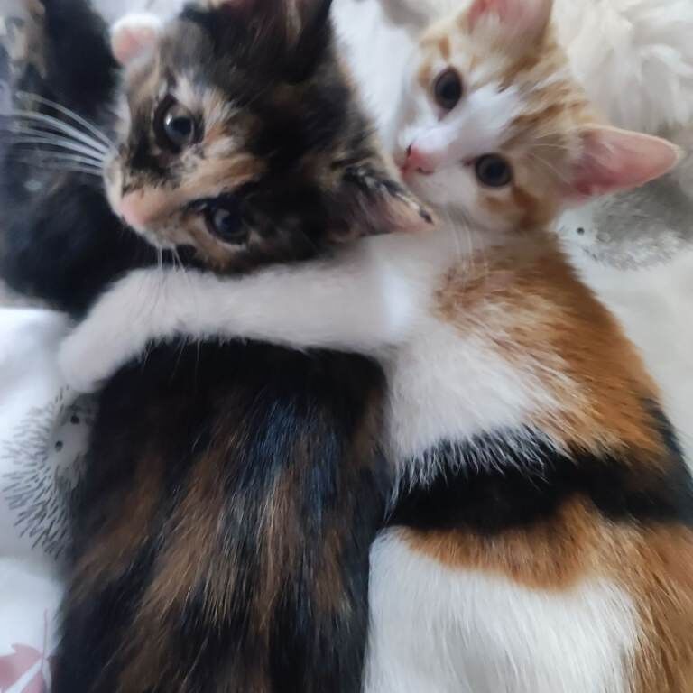 British Shorthair kittens for sale in East End, East Riding of Yorkshire – 9 weeks old