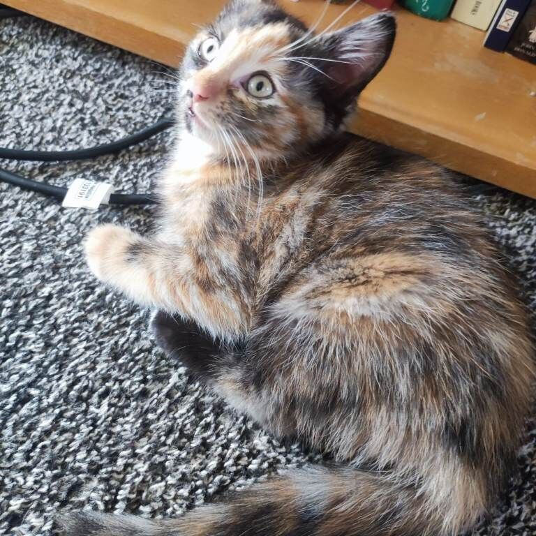 Female kittens - Image 2 of 4