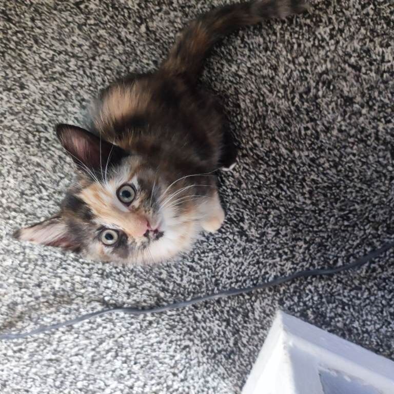 Female kittens - Image 3 of 4