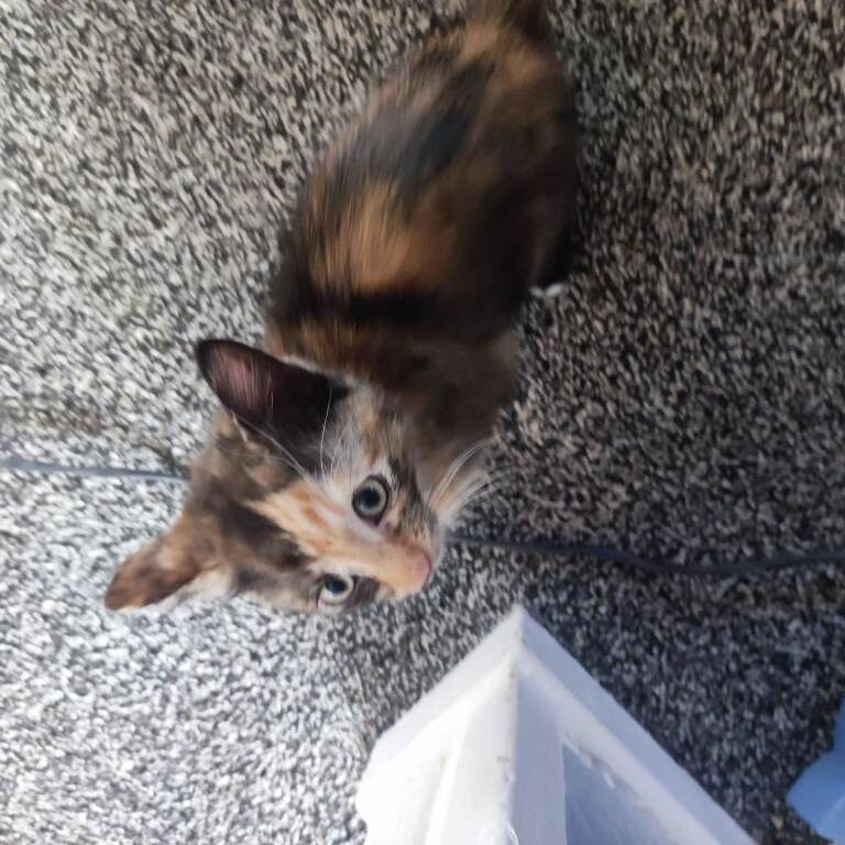 Female kittens - Image 4 of 4