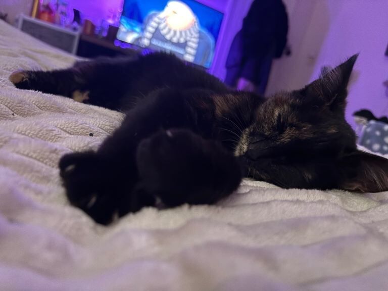 Female kittens