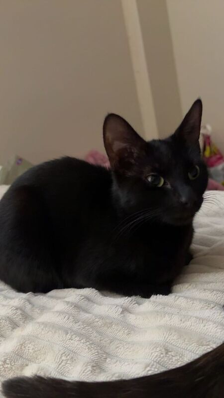 Female kittens - Image 2 of 3