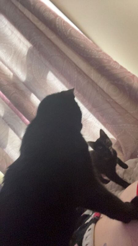Female kittens - Image 3 of 3