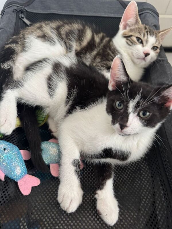 Female kittens
