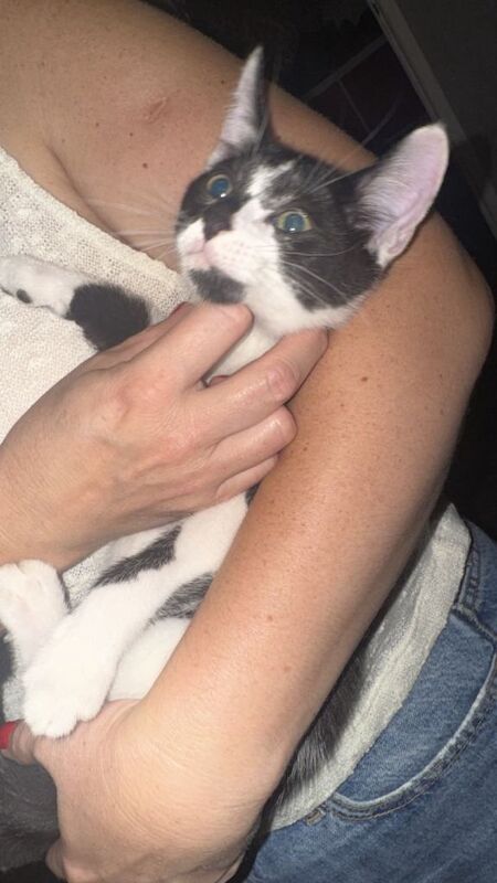 Female kittens - Image 2 of 6