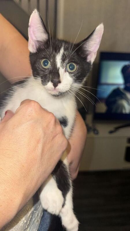 Female kittens - Image 3 of 6