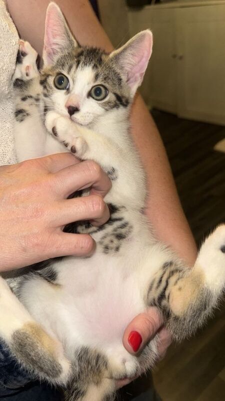 Female kittens - Image 5 of 6