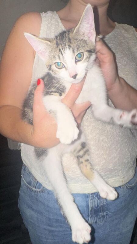 Female kittens - Image 6 of 6