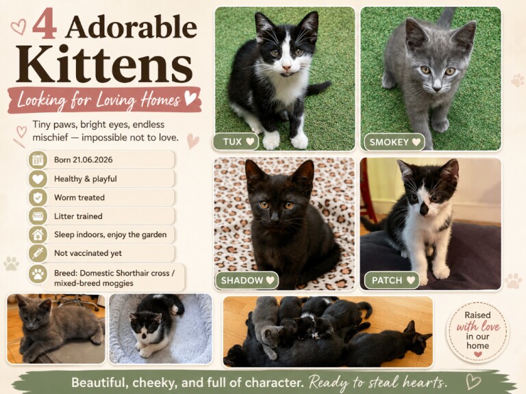 Female Kittens for Sale. Ready Now for Loving Homes